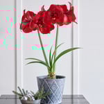  Amaryllis 'Carmen'