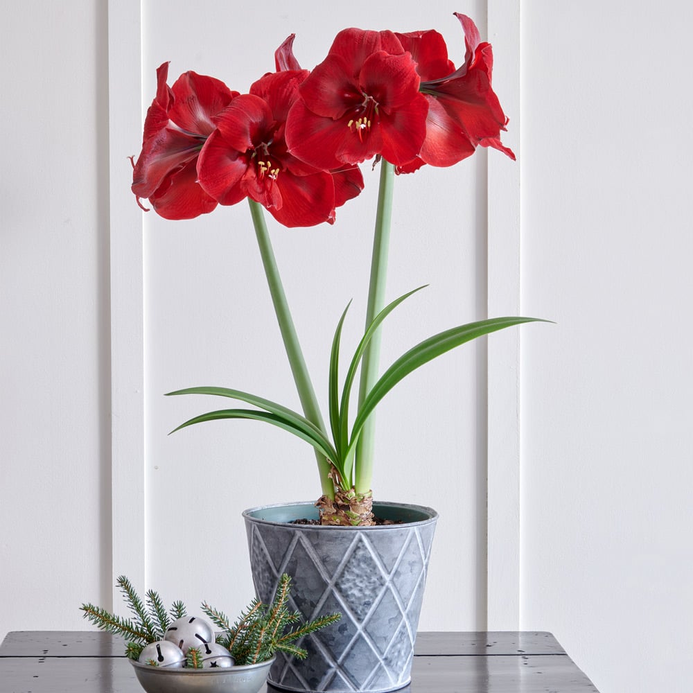 Amaryllis 'Carmen'