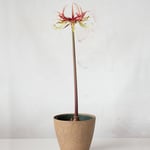  Amaryllis 'Chico'