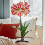  Amaryllis 'Clown'
