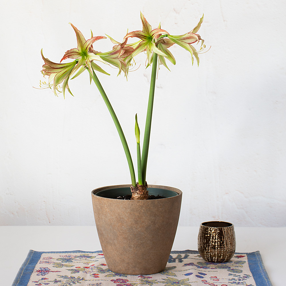 Amaryllis 'Emerald'