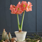  Amaryllis 'Rosalie'