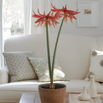  Amaryllis 'Sumatra'