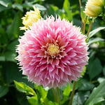  Dahlia 'Kogane Fubuki'