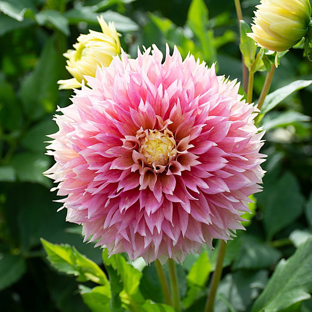 Dahlia 'Kogane Fubuki'