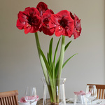  Amaryllis 'Premiere'