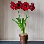  Amaryllis 'Grand Diva'