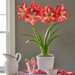  Amaryllis 'Monte Carlo'