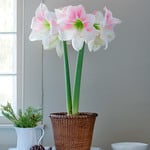  Amaryllis 'Rosy Star'