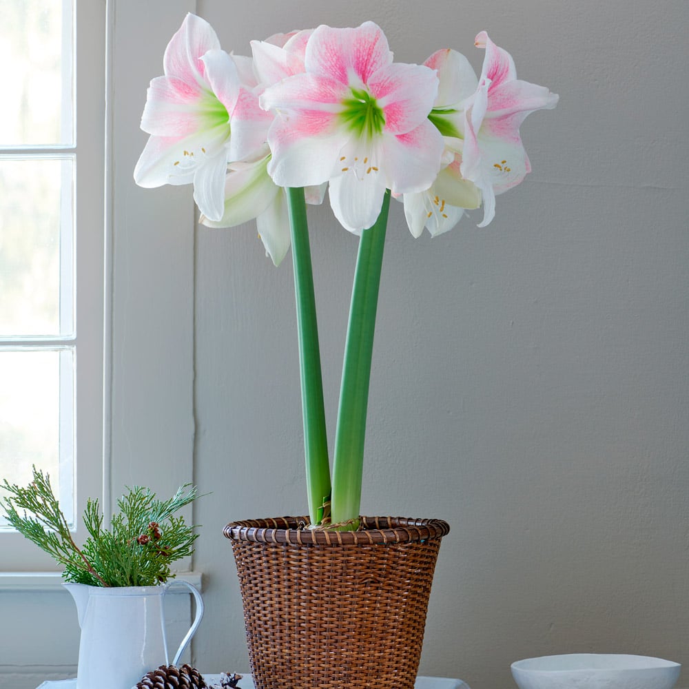 Amaryllis 'Rosy Star'