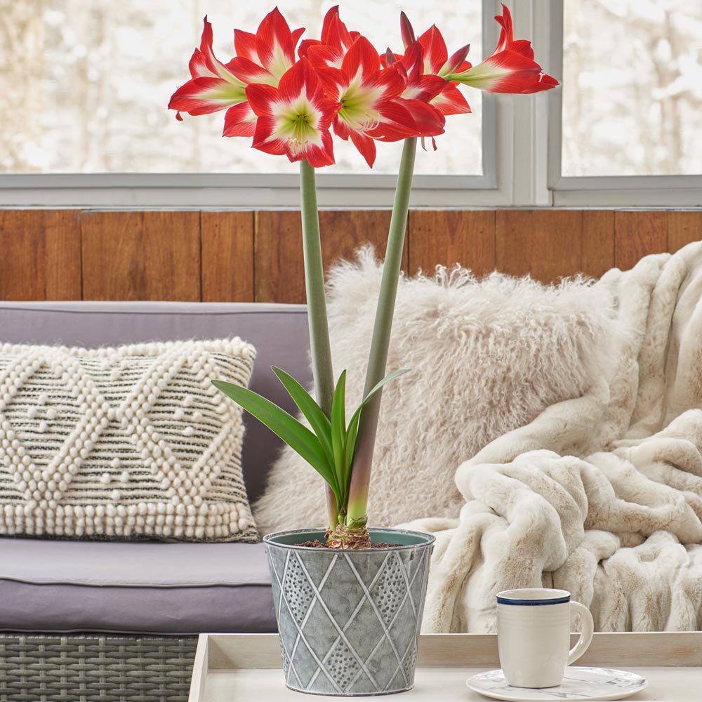 Amaryllis 'Très Chic'