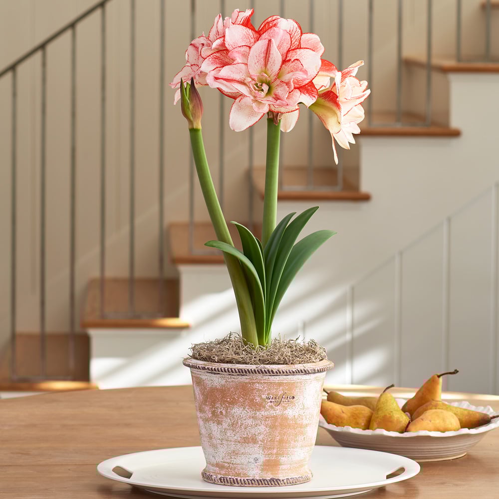 Amaryllis 'Striped Amadeus'