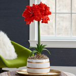  Amaryllis 'Double Circus'