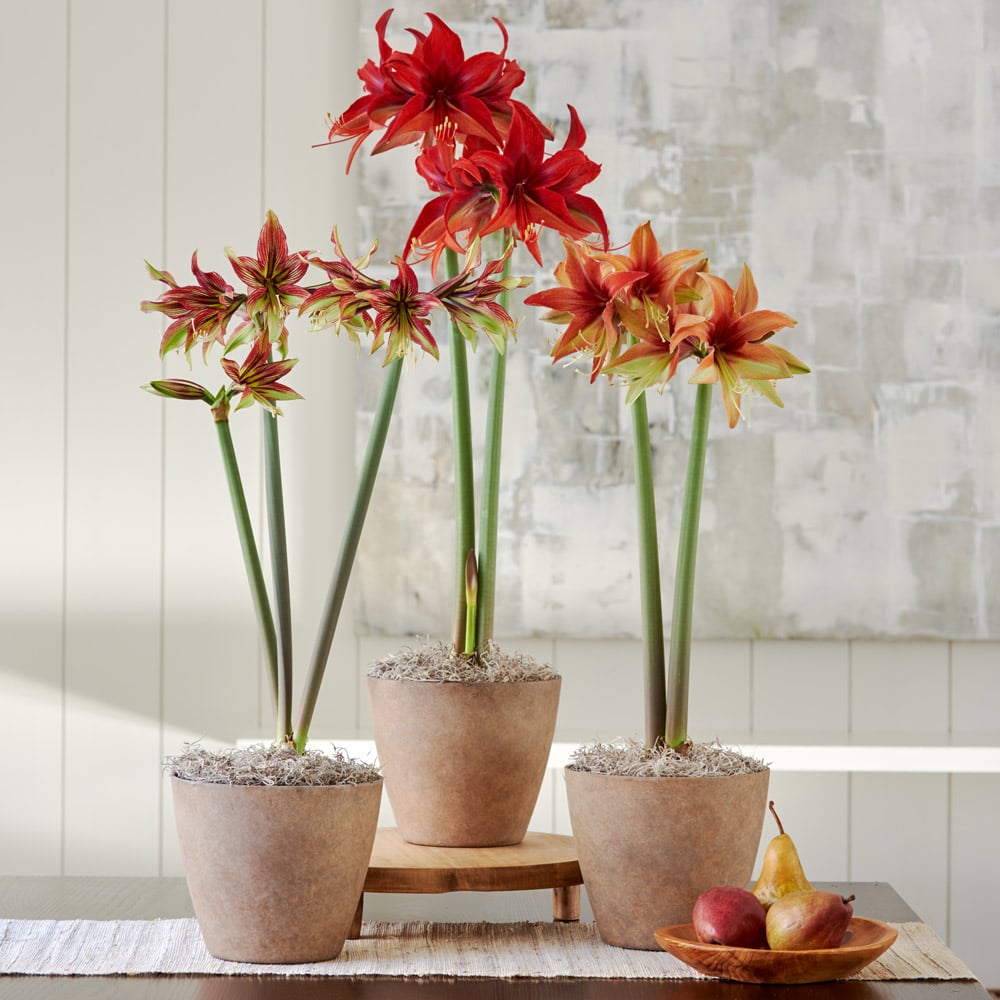 Cinnamon Cybister Amaryllis Trio