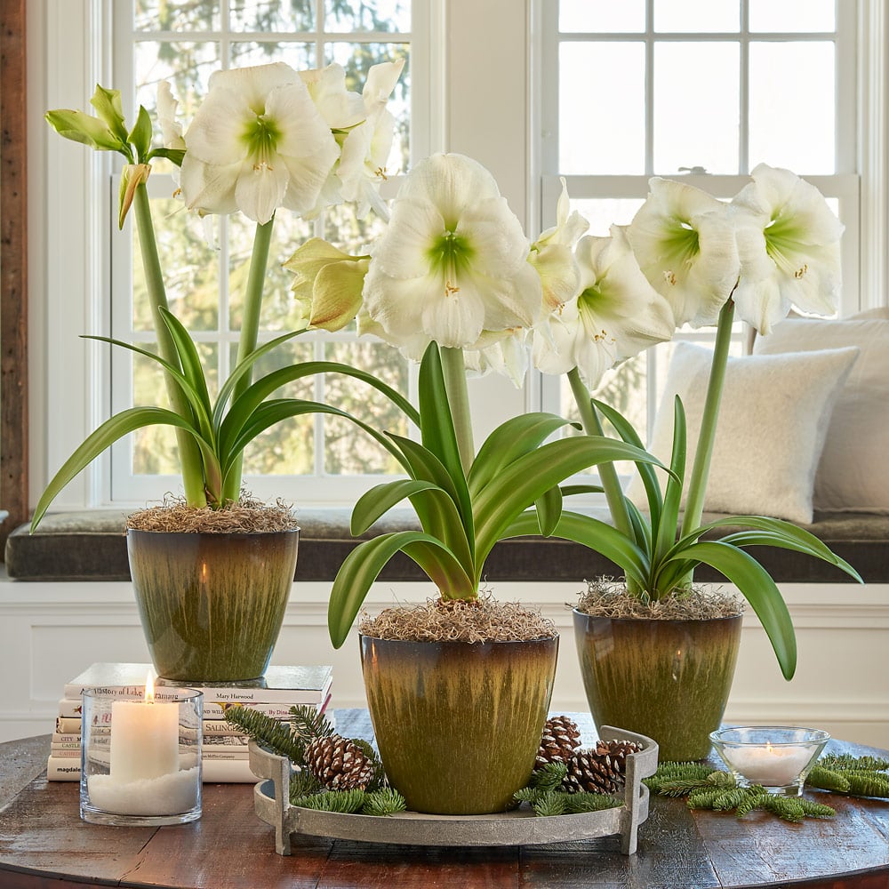 White Amaryllis to 3 Different Addresses - Standard Shipping Included
