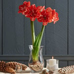  Amaryllis 'Double Shine'