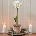  Amaryllis 'Akiko'