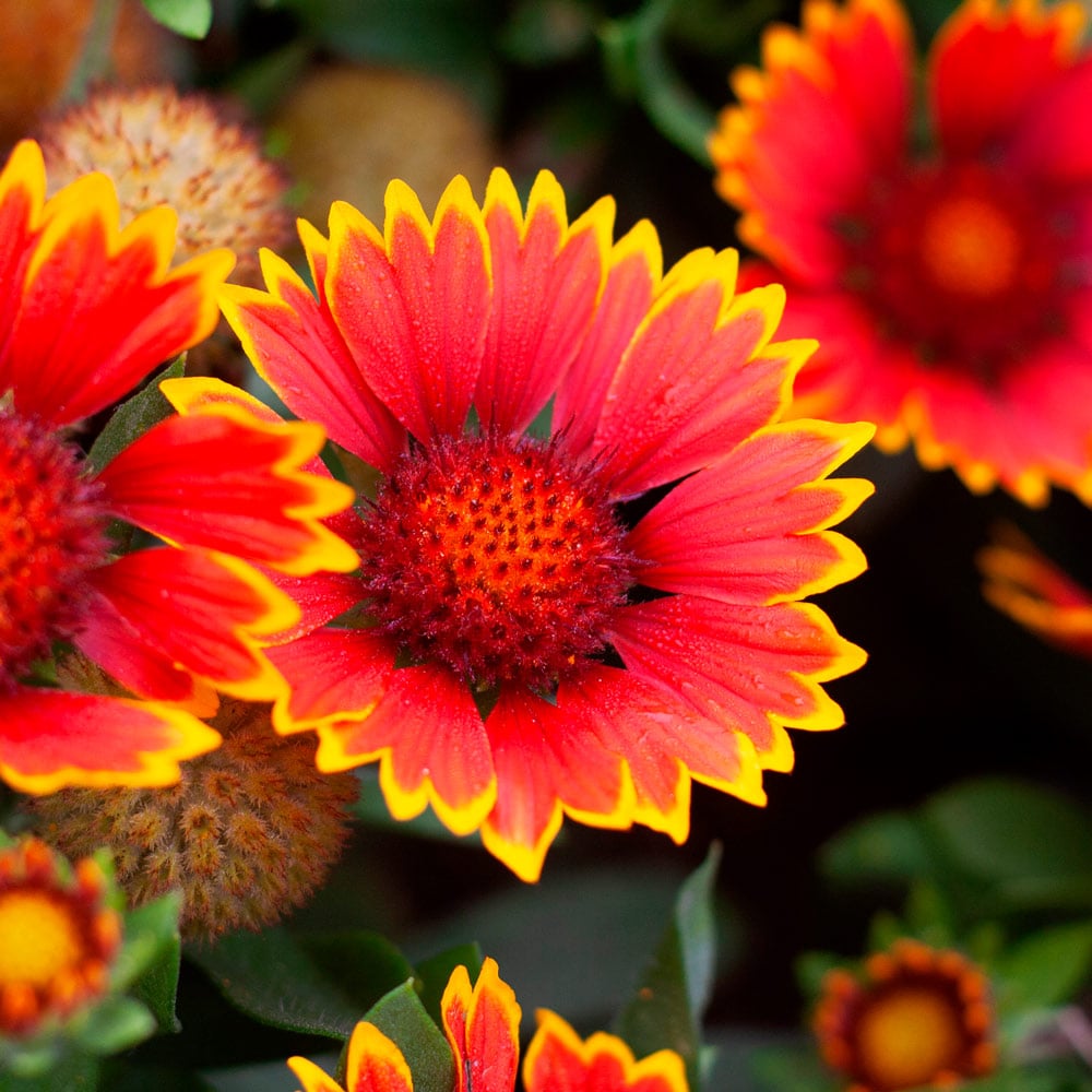 Gaillardia SpinTop® Orange Halo Improved