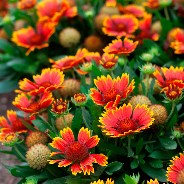 Gaillardia SpinTop® Orange Halo Improved White Flower Farm
