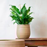 Wheaton Basketweave Pot Small
