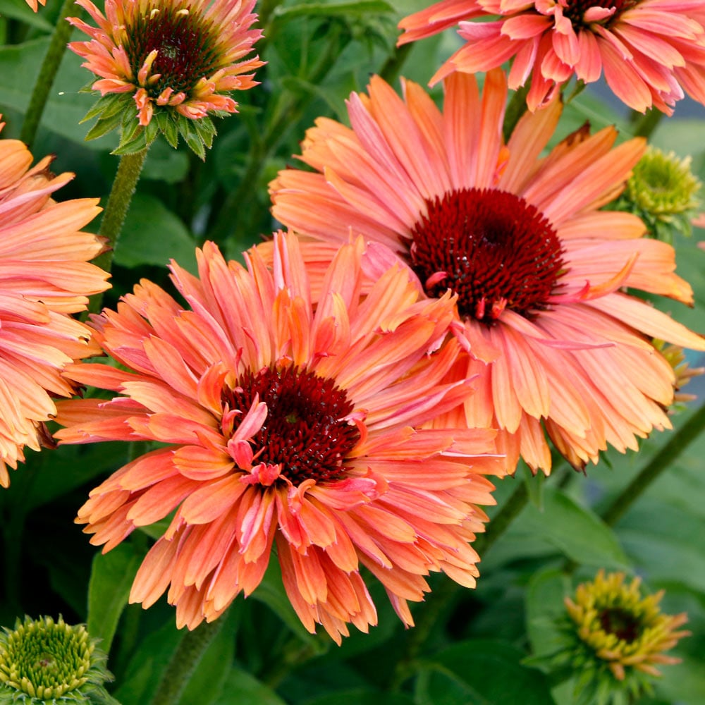 Echinacea Fresco™ 'Apricot'