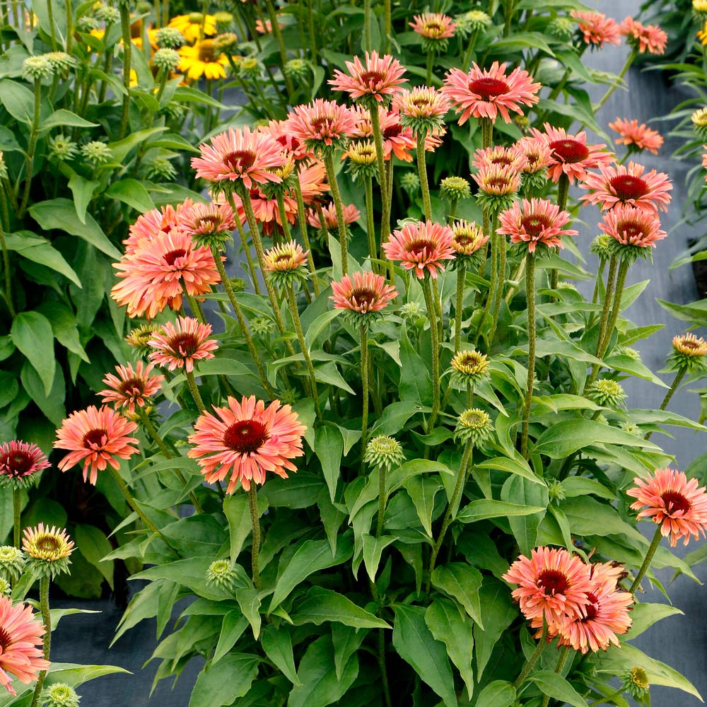 Echinacea Fresco™ 'Apricot' | White Flower Farm