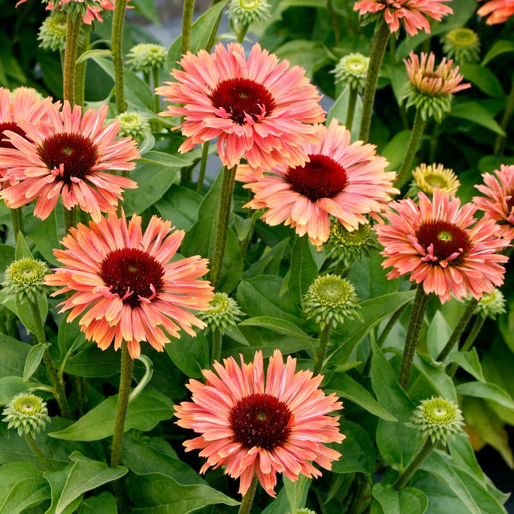 Echinacea Fresco™ 'Apricot' | White Flower Farm
