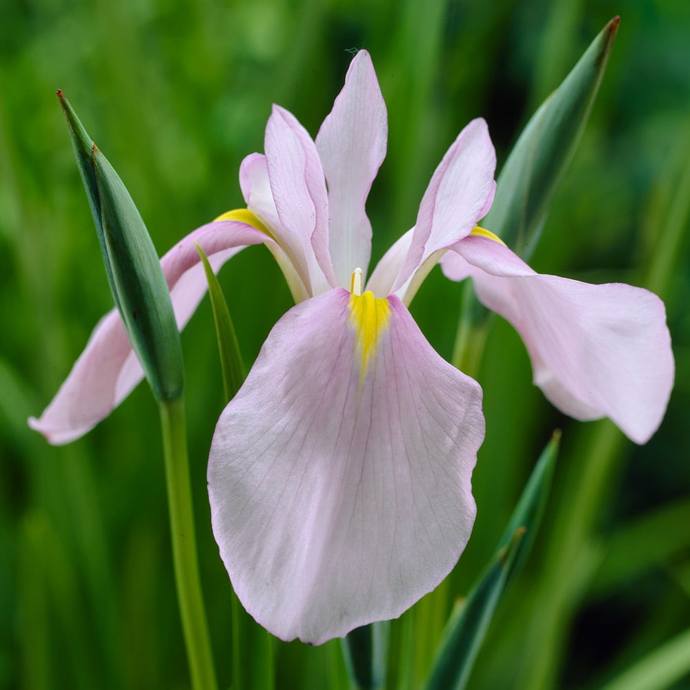 Iris ensata 'Darling'