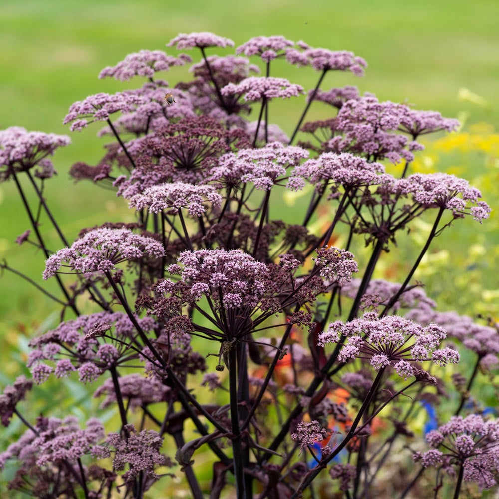 Angelica sylvestris 'Ebony'