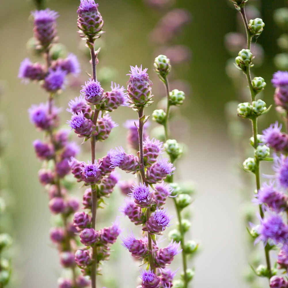 Liatris aspera