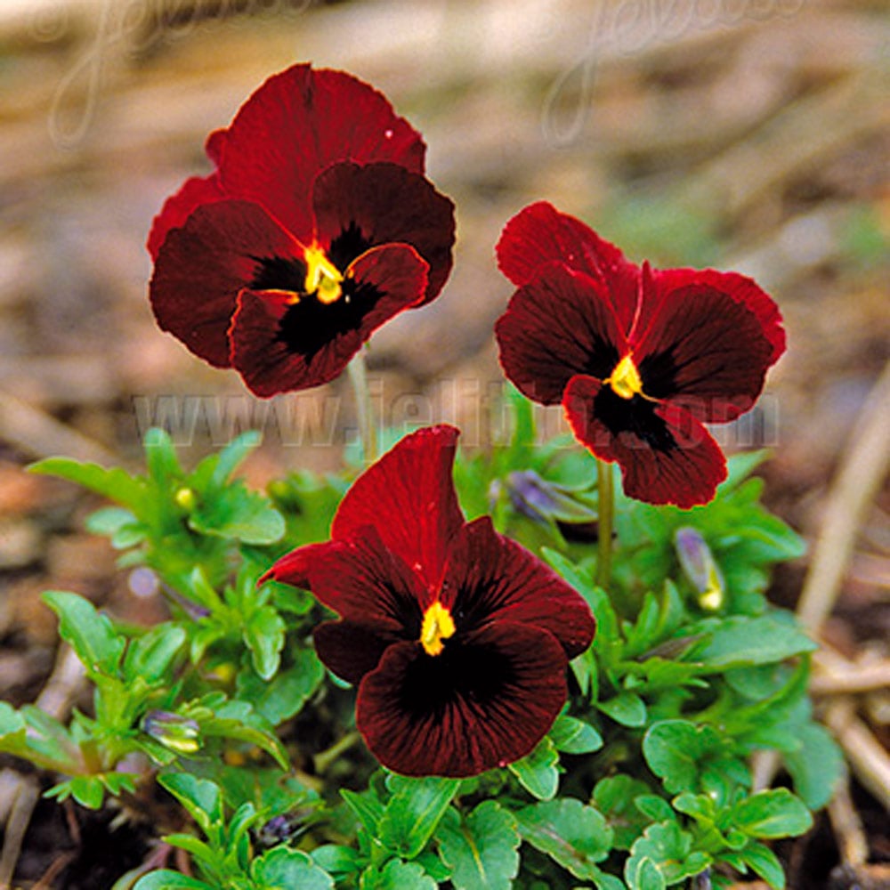 Viola cornuta 'Rubin'