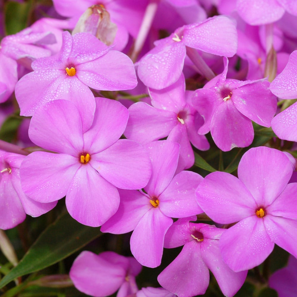 Phlox 'Forever Pink'