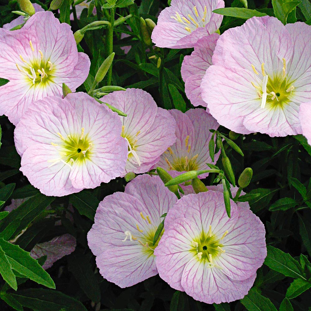 Oenothera speciosa 'Siskiyou'