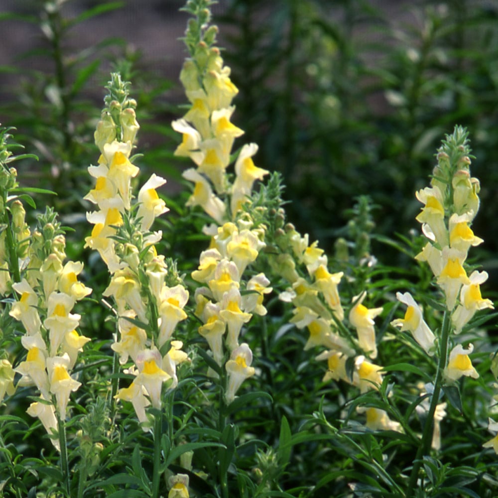 Antirrhinum braun-blanquetii