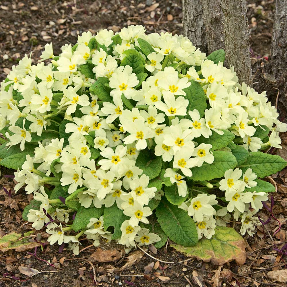 Primula vulgaris