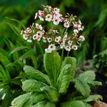  Primula japonica 'Apple Blossom'