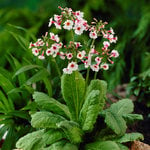  Primula japonica 'Apple Blossom'