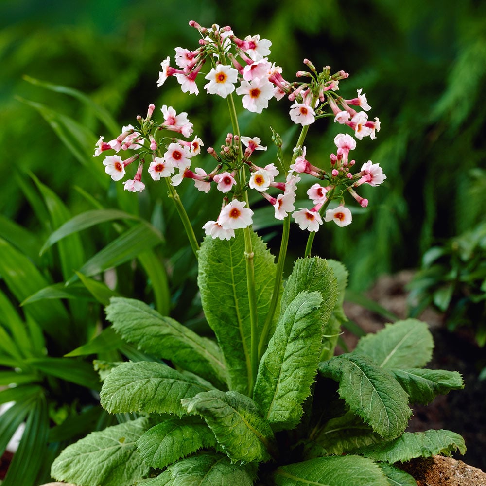 Primula japonica 'Apple Blossom'