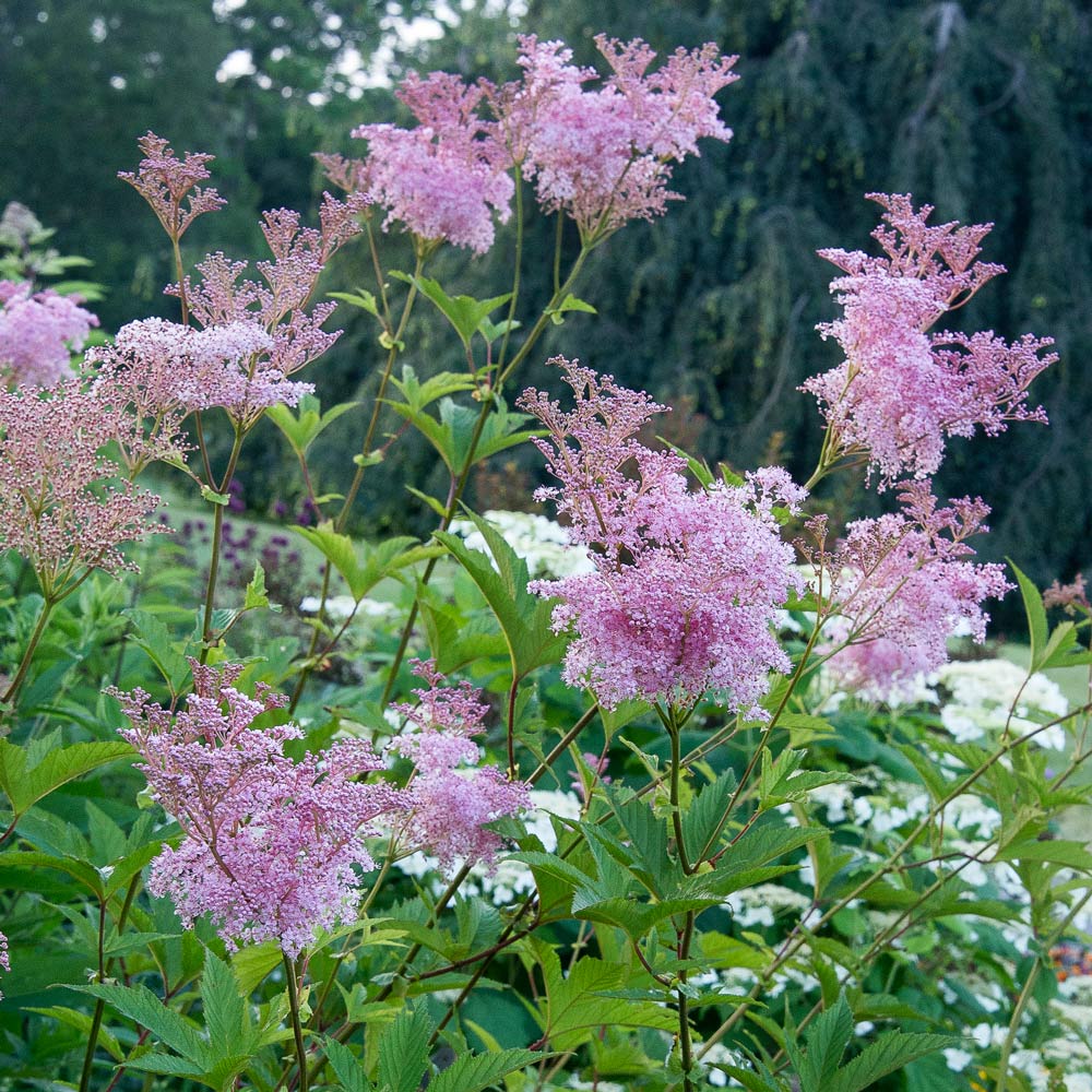 Perennials for Wet Spaces