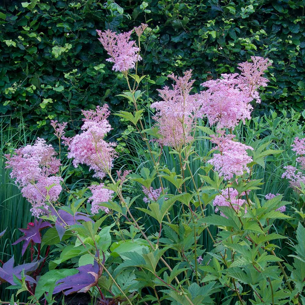 Filipendula rubra 'Venusta'