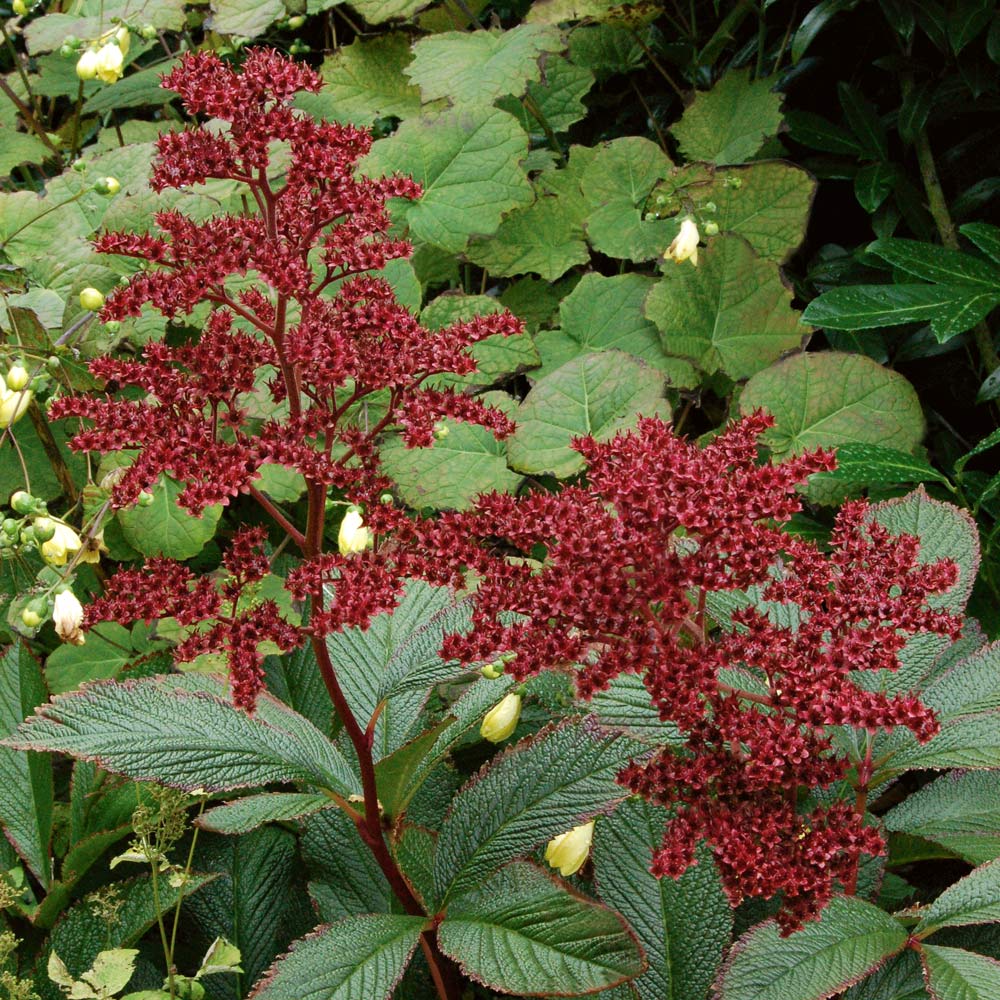 Rodgersia 'Fireworks'