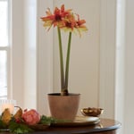  Amaryllis Wild Amazone®