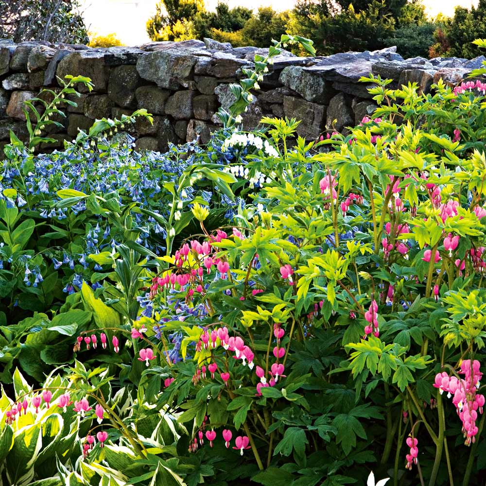 Shady Lane Garden with Emerald Isle