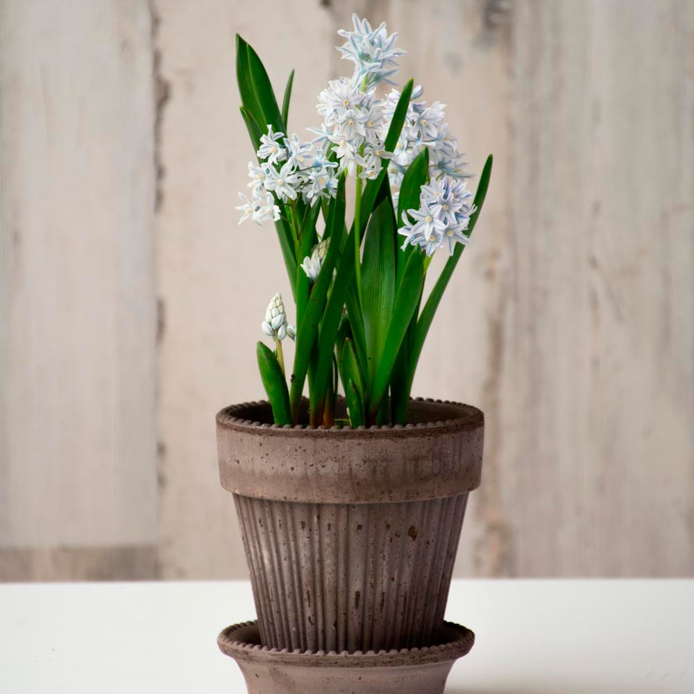 Puschkinia Bulb Garden in Parisian Pot and saucer