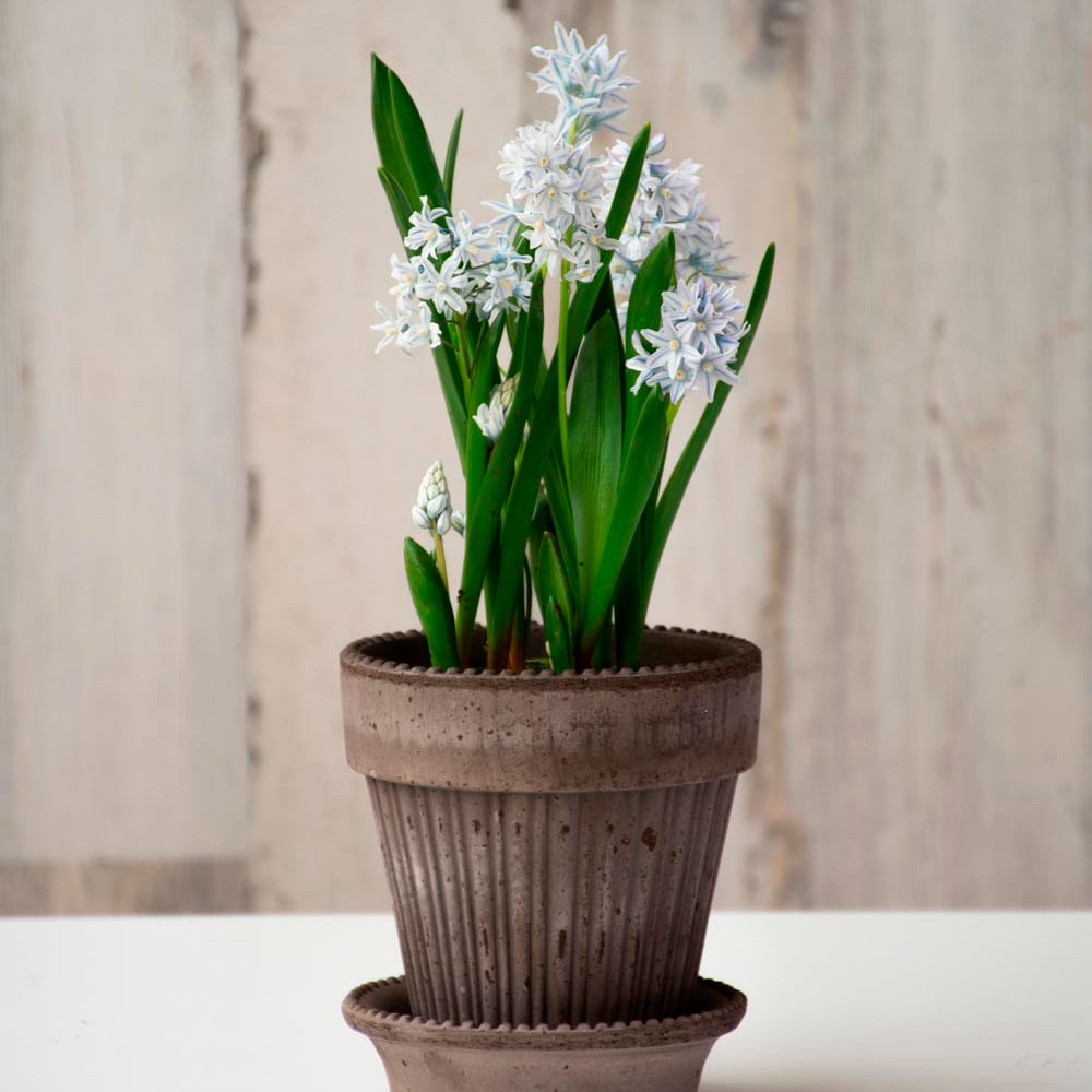 Puschkinia Bulb Collection in Parisian Pot and saucer