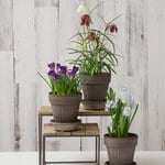  Trio of Woodland Wonders Bulb Collection, 3 Parisian Pots and Saucers