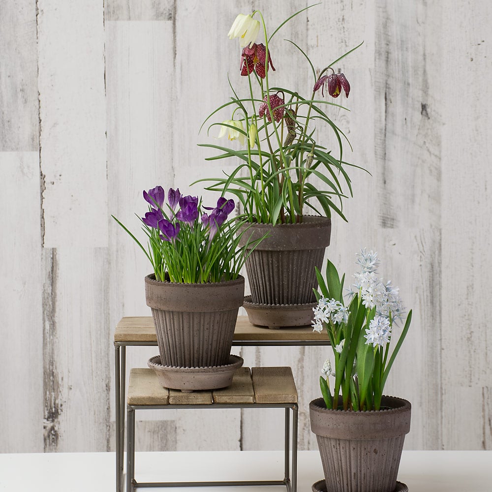 Trio of Woodland Wonders Bulb Collection, 3 Gray Parisian Pots and Saucers