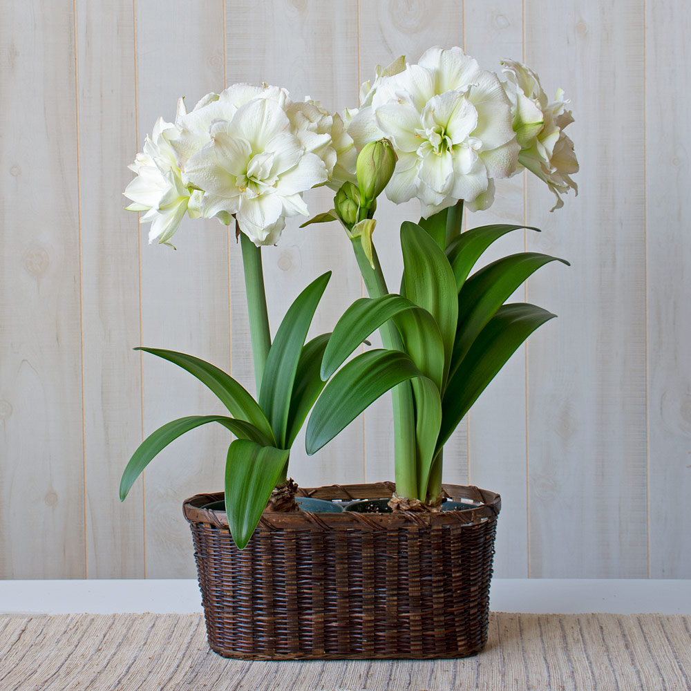 Amaryllis 'Polar Belle,' two nursery pots in woven basket