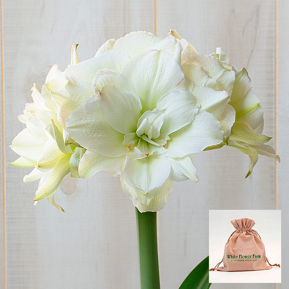 Amaryllis 'Polar Belle' White Flower Farm