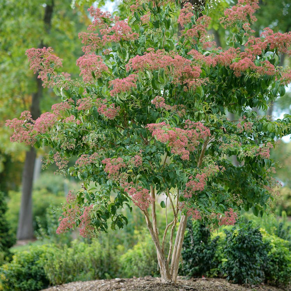 Heptacodium miconioides Temple of Bloom®